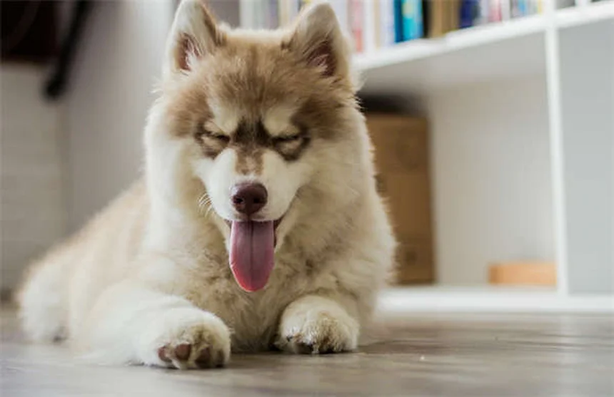 犬のMDR1遺伝子とは？検査すべき犬種と危険な薬リスト