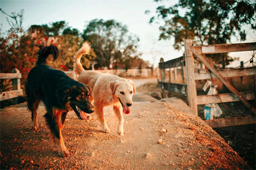 犬のMDR1遺伝子とは？検査すべき犬種と危険な薬リスト