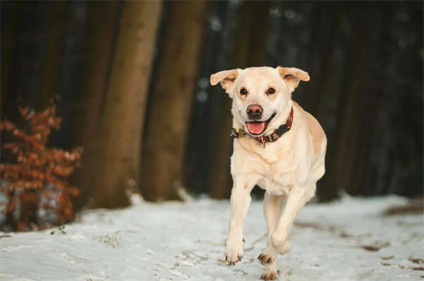 犬と飼い主の性格が似る3つの理由と科学的根拠