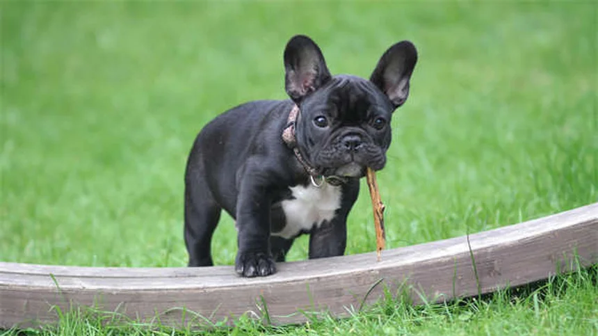 犬の皮膚タグとは？原因から治療・予防法まで徹底解説