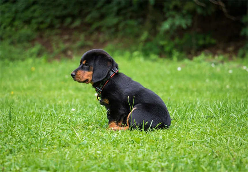 犬の皮膚タグとは？原因から治療・予防法まで徹底解説