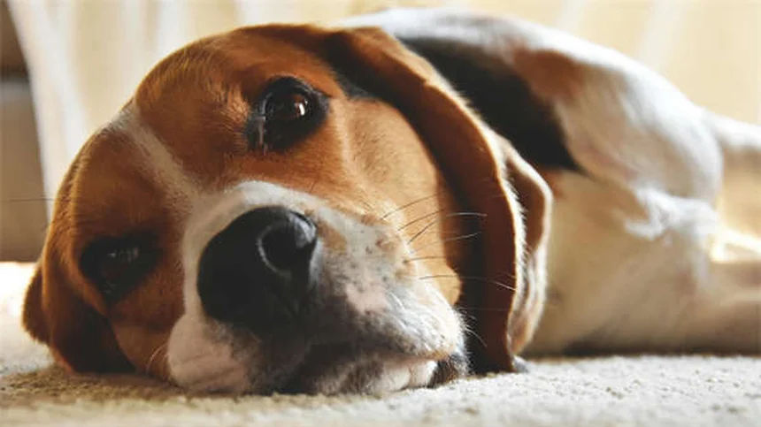 犬の分離不安対策5選！新学期の留守番ストレスを解消する方法