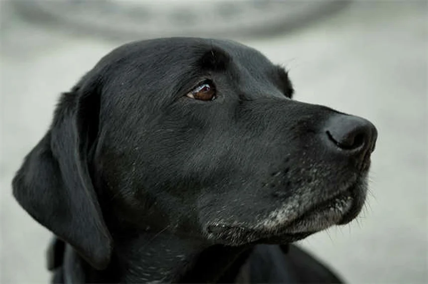 犬のエーリキア症とは？症状・治療法から予防まで徹底解説