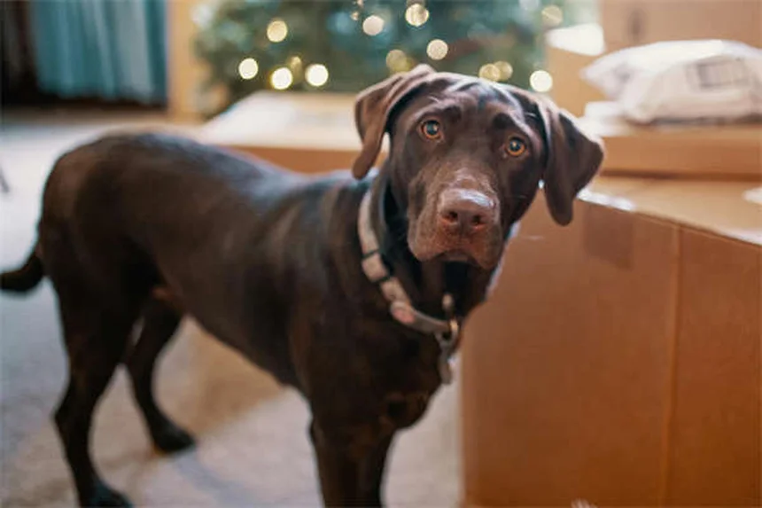 犬が頭を振るのはなぜ？考えられる7つの原因と対処法