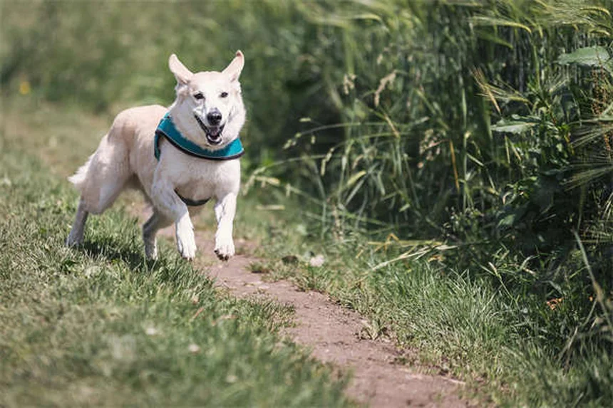 シェットランドポニーを飼う前に知っておきたい！飼い主が語るリアルな体験と注意点