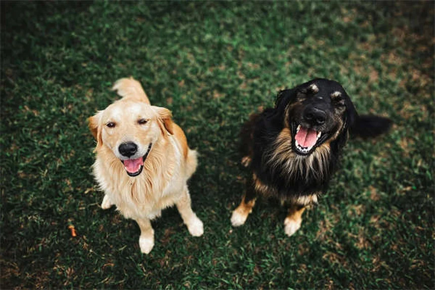 シェットランドポニーを飼う前に知っておきたい！飼い主が語るリアルな体験と注意点