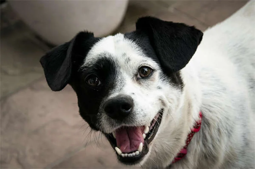 犬が土を食べる理由と今すぐできる防止策