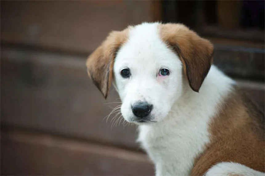 犬が土を食べる理由と今すぐできる防止策