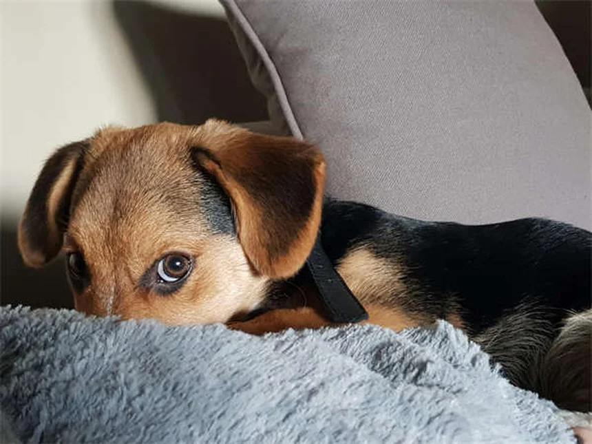 狩猟で愛犬を守る7つのポイント – 経験者による安全対策とチェックリスト