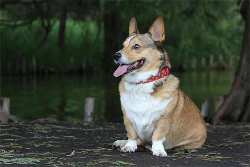 狩猟で愛犬を守る7つのポイント – 経験者による安全対策とチェックリスト