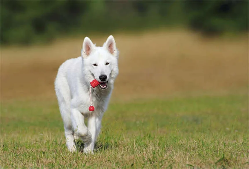 寒さに弱い犬種10選と実践的な防寒対策──これで安心、冬の散歩ガイド
