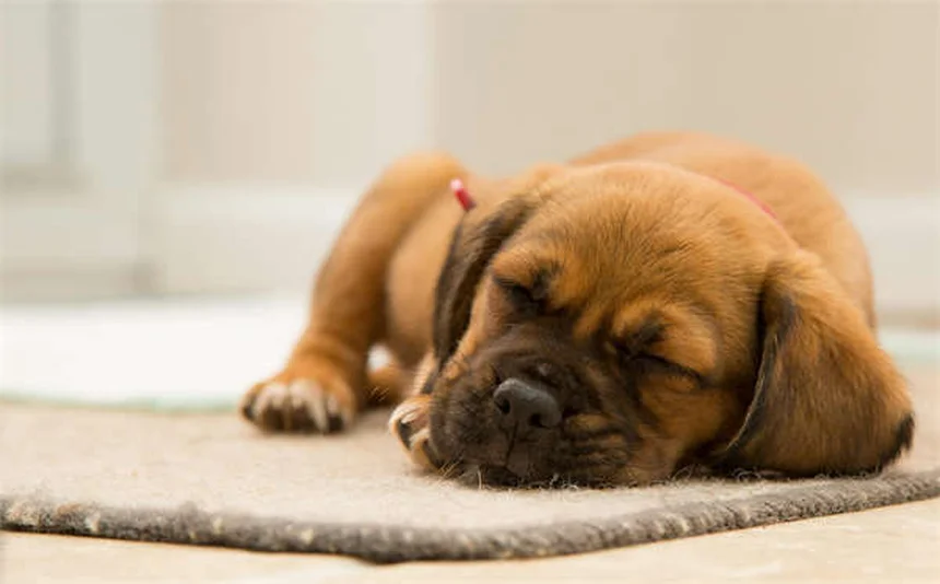 老犬を若返らせる6つの方法！私が実践したエイジングケア術