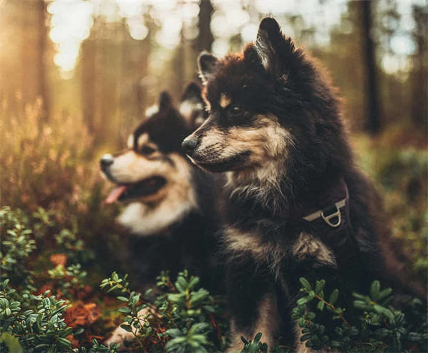 老犬を若返らせる6つの方法！私が実践したエイジングケア術