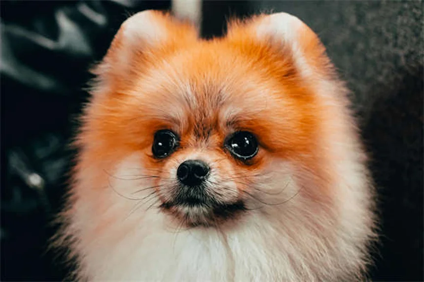 犬のロッキー山紅斑熱の症状5選 見逃しやすいサインと治療法を獣医師が解説