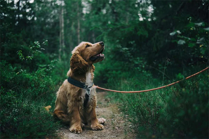 犬のロッキー山紅斑熱の症状5選 見逃しやすいサインと治療法を獣医師が解説