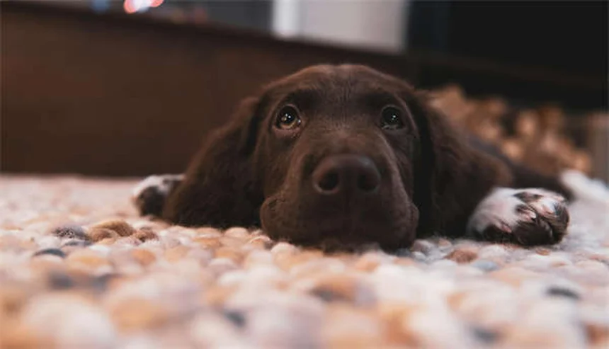 ホーランドロップの飼い方：垂れ耳ケアと寿命を延ばす秘訣