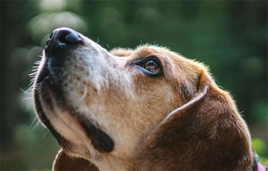リードトレーニング完全ガイド：愛犬と歩くための7つのステップ
