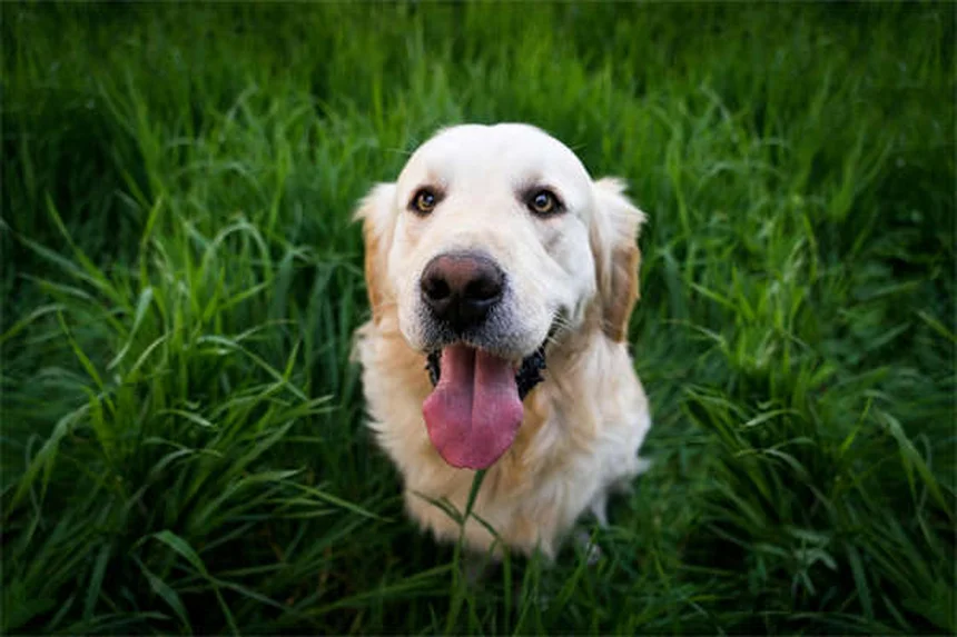 リードトレーニング完全ガイド：愛犬と歩くための7つのステップ
