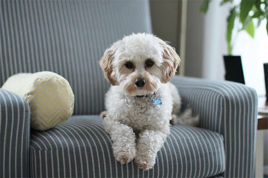 犬に果物を与える時は要注意！種が引き起こす4つの危険と正しい与え方