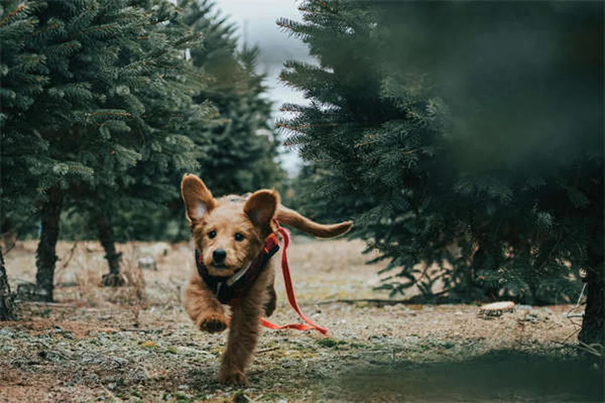 犬と一緒に運動で体重15%減！P-PET研究が示す驚きの効果