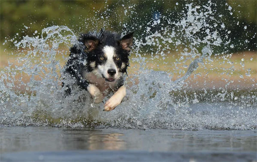 獣医リハビリとは？愛犬・愛猫の回復を支える最新療法と自宅ケア