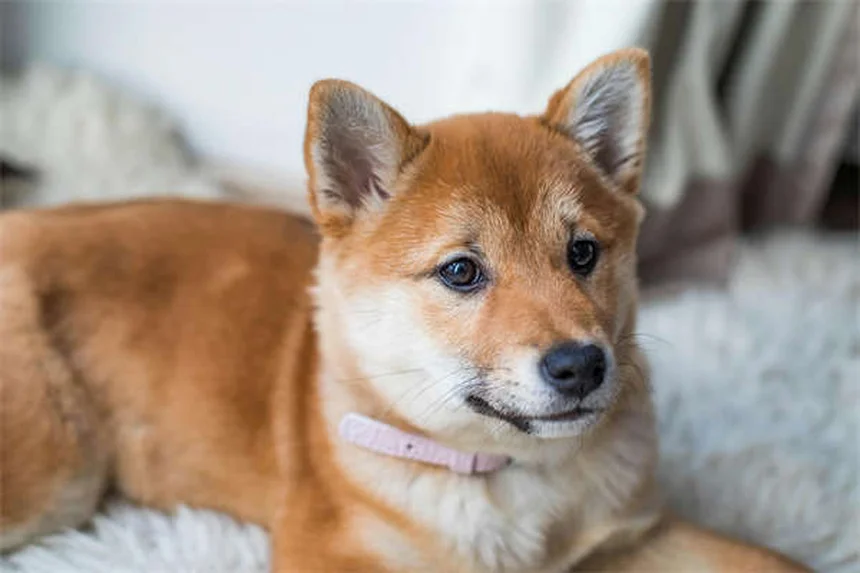 獣医リハビリとは？愛犬・愛猫の回復を支える最新療法と自宅ケア