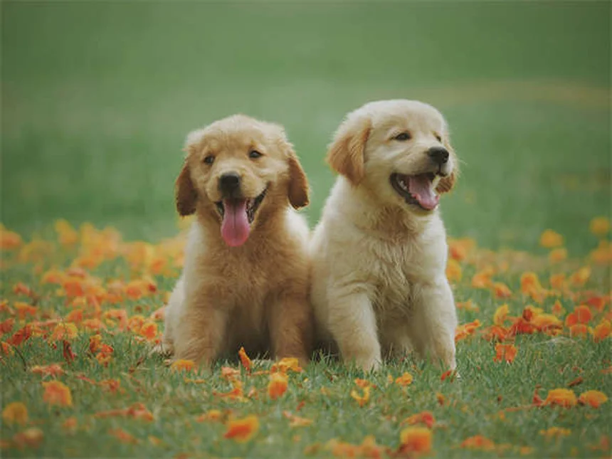 ペットテクノロジーで実現！愛犬・愛猫の健康管理と安心留守番の最新ガイド