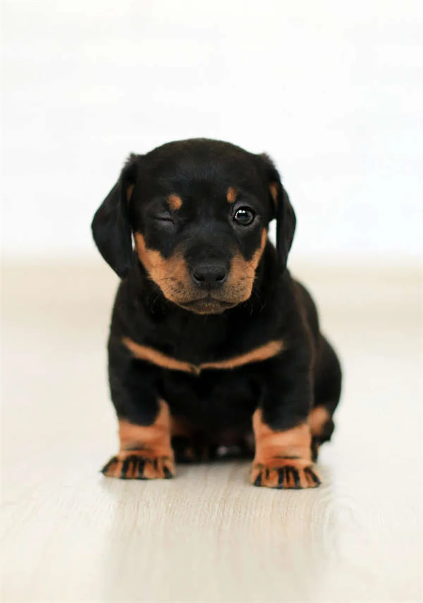 ペットテクノロジーで実現！愛犬・愛猫の健康管理と安心留守番の最新ガイド
