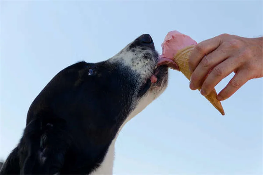 犬が水を飲んで病気になる？危険な7つの水と予防法を獣医師が解説