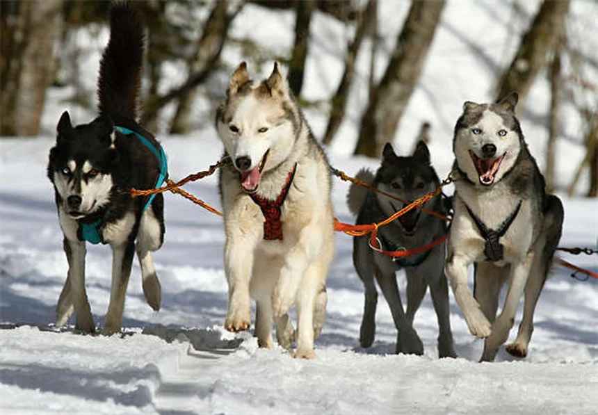 犬はテレビを見られる？色覚・反応の真実と楽しませるコツ5選