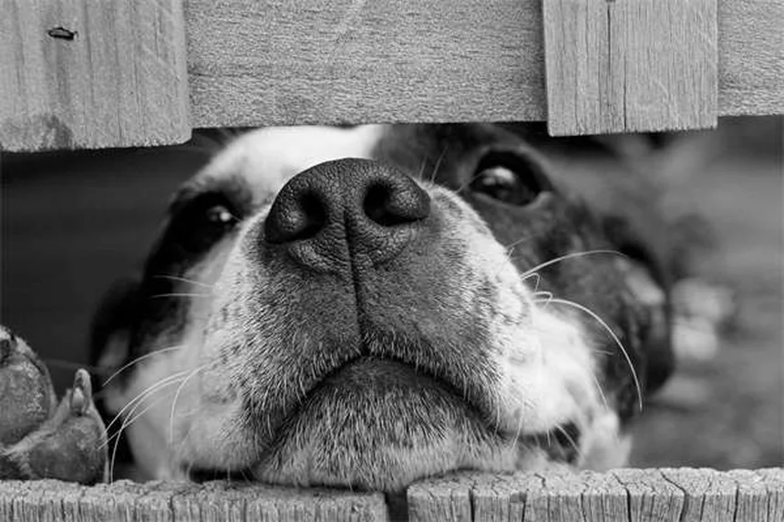 犬はテレビを見られる？色覚・反応の真実と楽しませるコツ5選