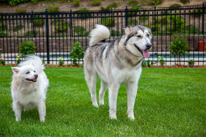 犬の花粉アレルギーとは？症状・治療法から毎日の対策まで完全解説