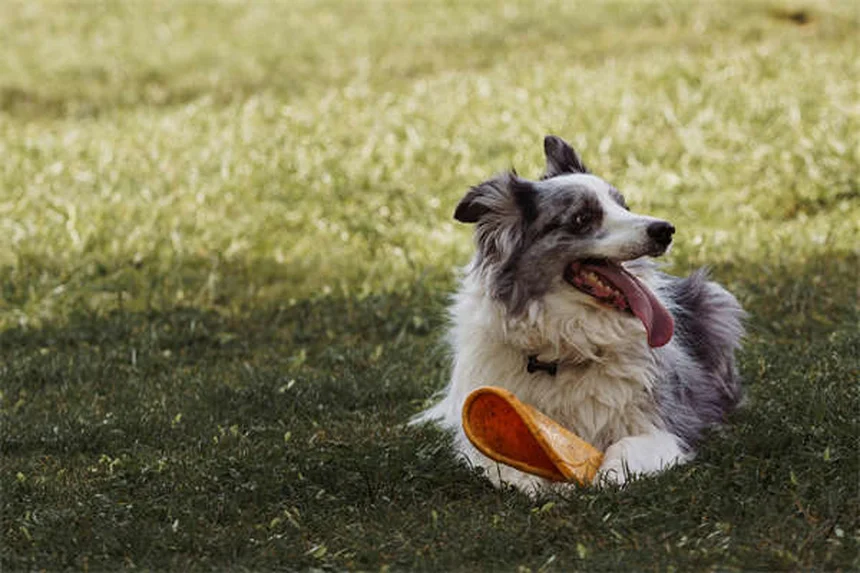 犬の歯列矯正は必要？費用と治療のすべてを獣医が解説
