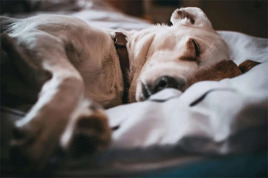 犬の歯列矯正は必要？費用と治療のすべてを獣医が解説