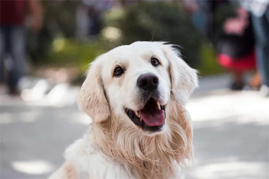 子犬の噛みつきを止める効果的な方法 経験者が教える3つのステップ