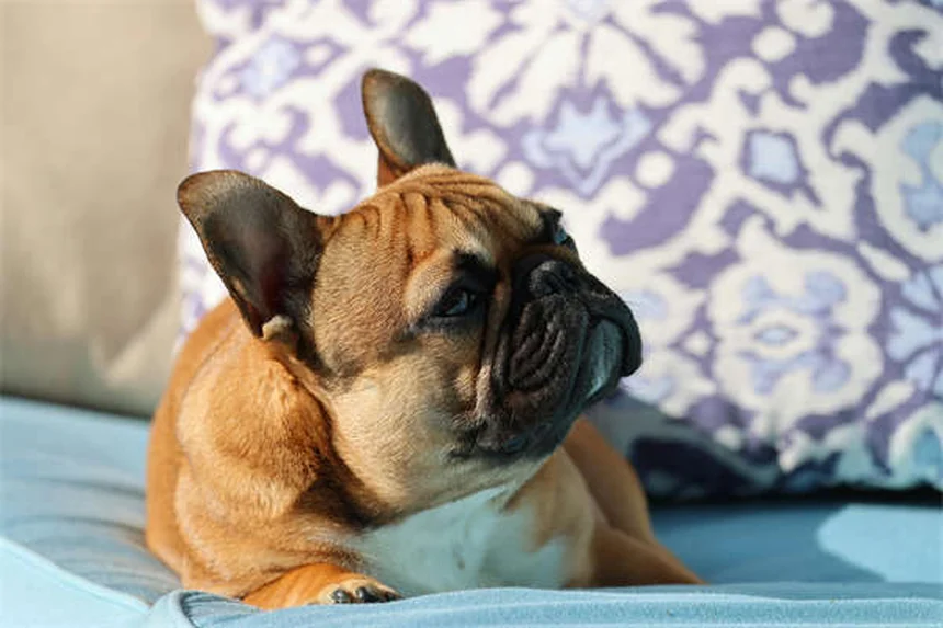 犬がアジサイを食べたら危険？症状と対処法を獣医師が解説