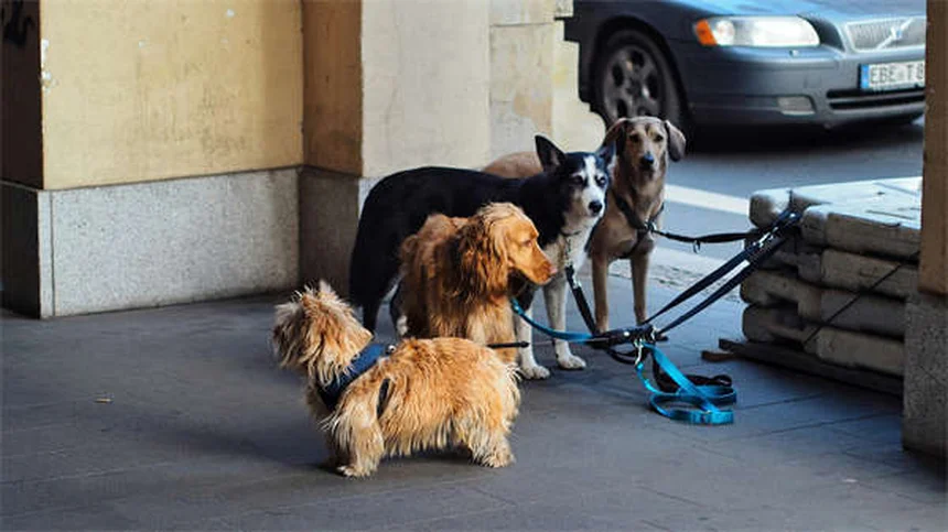 ゴットランドポニーとは？性格・特徴から飼育法まで徹底解説